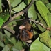bat_fruit_lan_baa_v_0216_mal0268.jpg